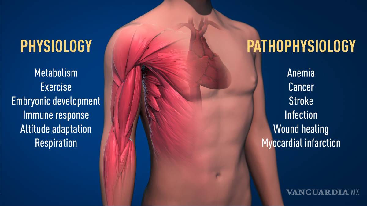 $!William G. Kaelin, Gregg L. Semenza y Peter J. Ratcliffe, ellos son la ganadores del Premio Nobel de Medicina