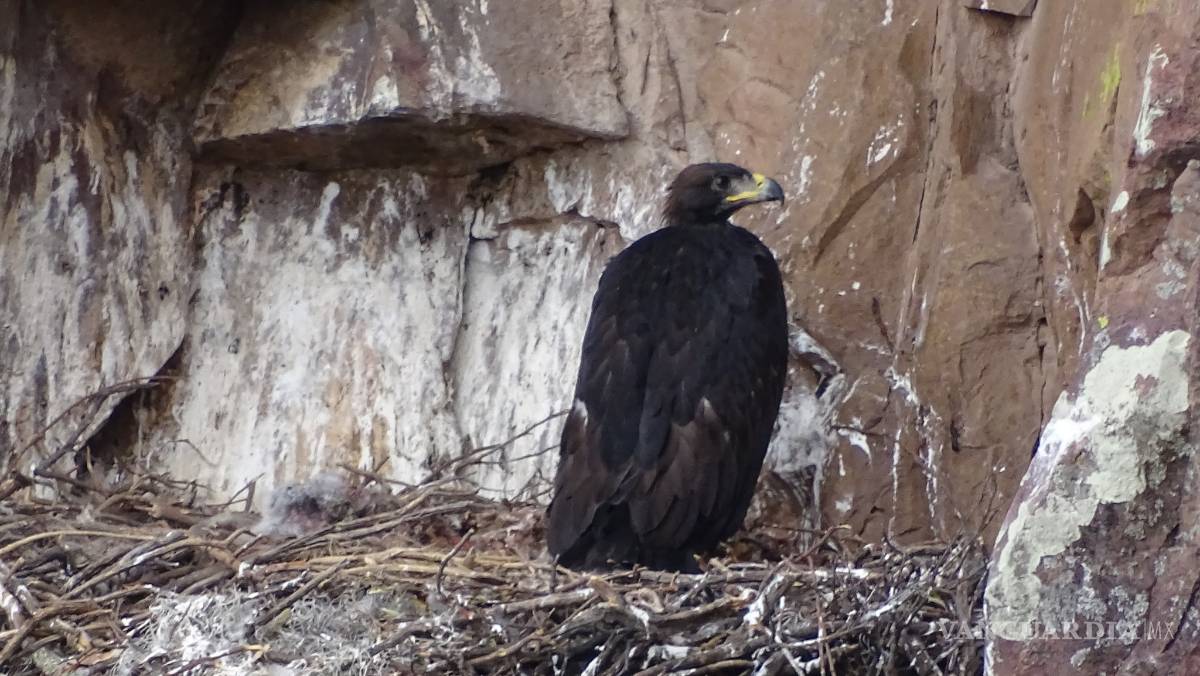 $!Saltillo, un lugar que protege al Águila Real