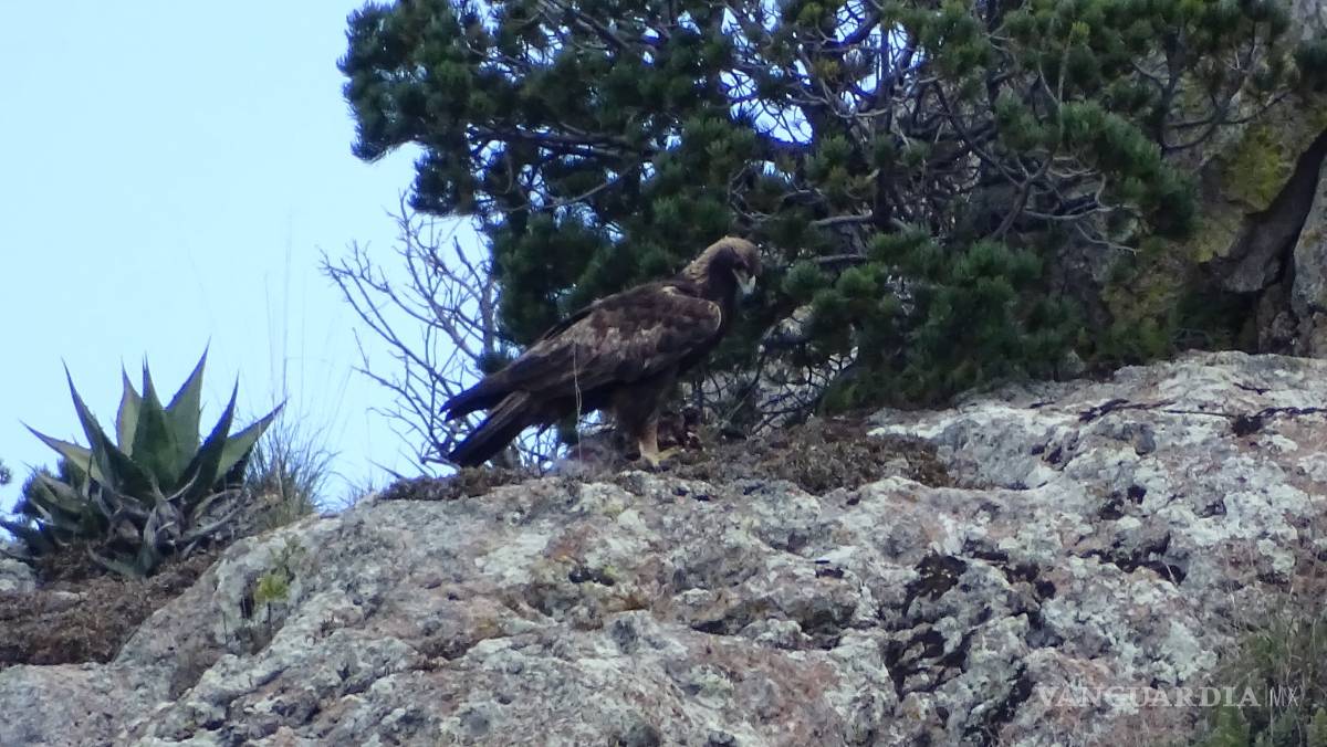 $!Saltillo, un lugar que protege al Águila Real