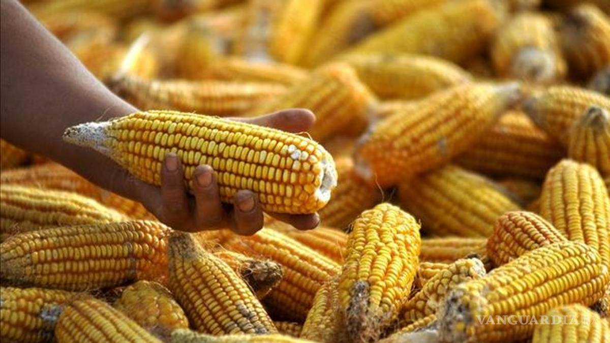 Inviable que coexistan transgénicos y productos nativos, dicen científicos
