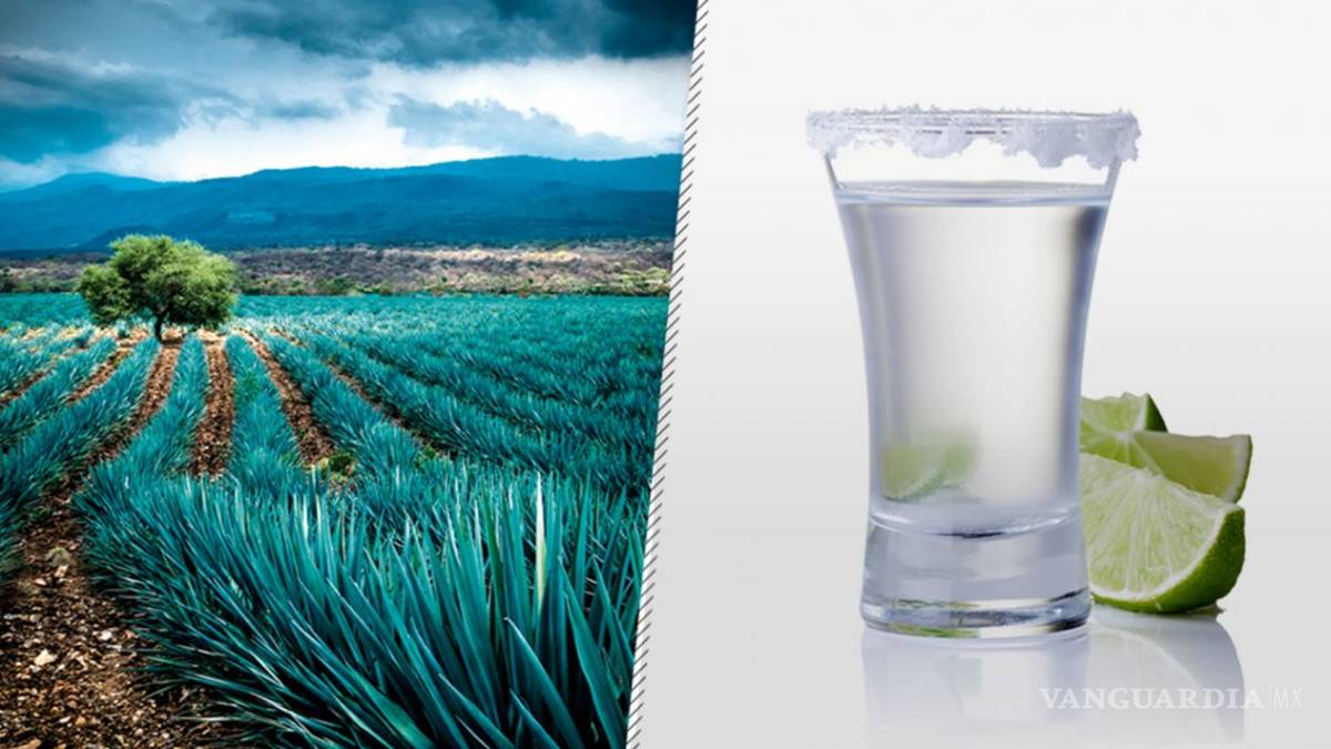 Este destilado llegó para quedarse