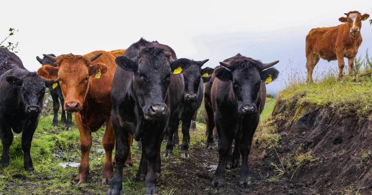 Ganaderos de Chihuahua piden frenar importación de carne de Brasil por crisis del gusano barrenador