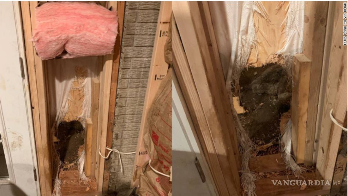 $!Irrumpe un oso en una casa y luego atraviesa la pared para escapar de la policía