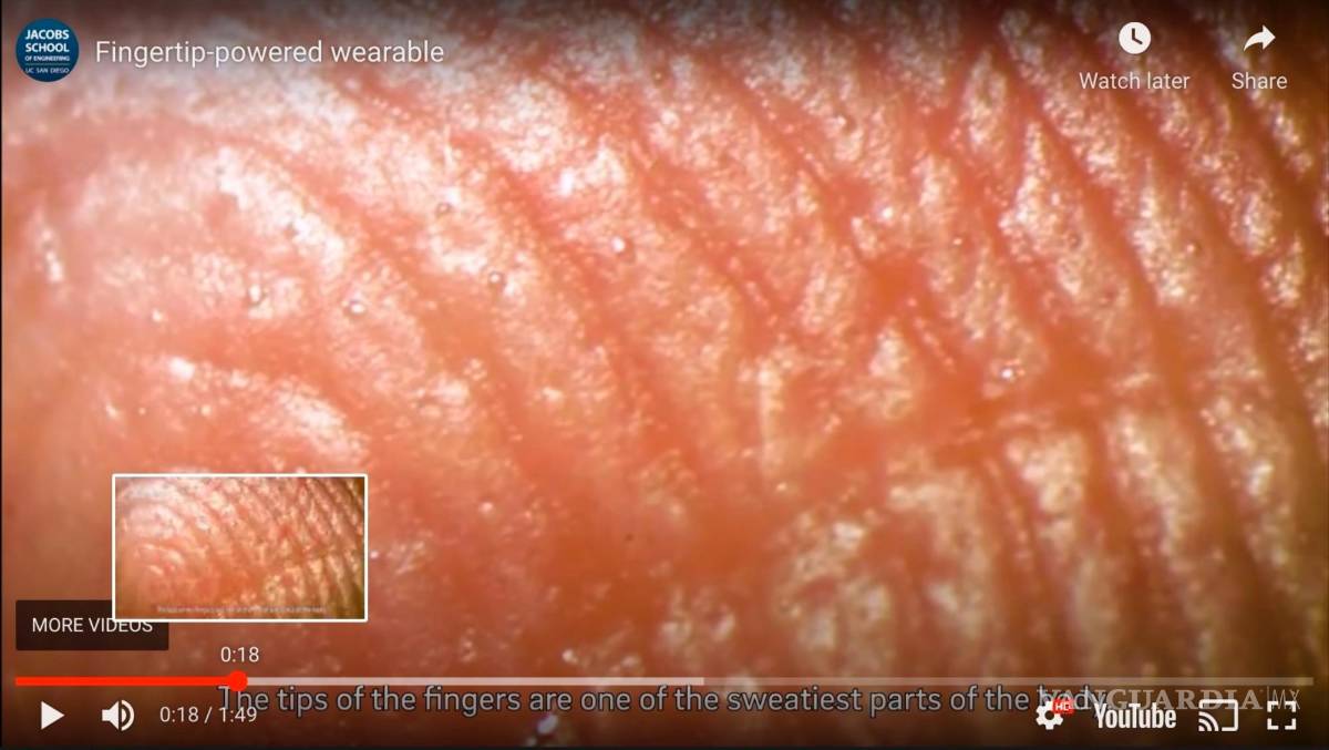 $!Detalle de las glándulas sudoríparas de la yema del dedo. EFE/Universidad de California en San Diego (UCSD)