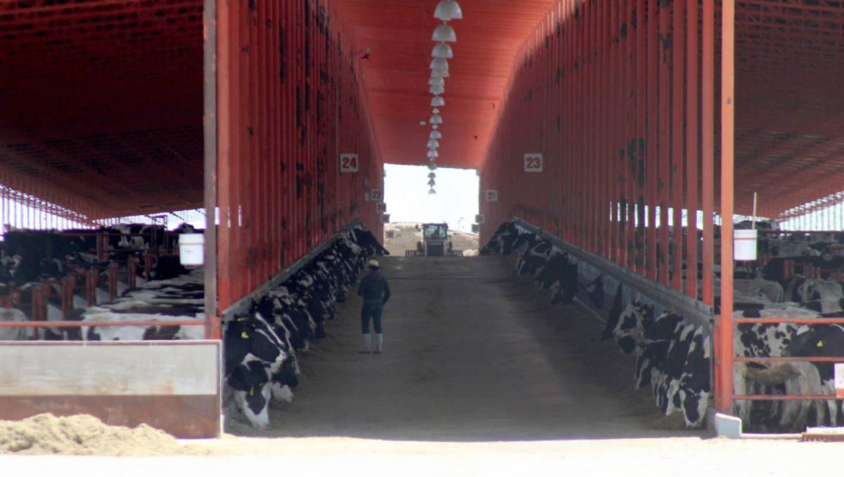 $!Las grandes empresas lecheras son las que se han beneficiado de los programas para el campo.