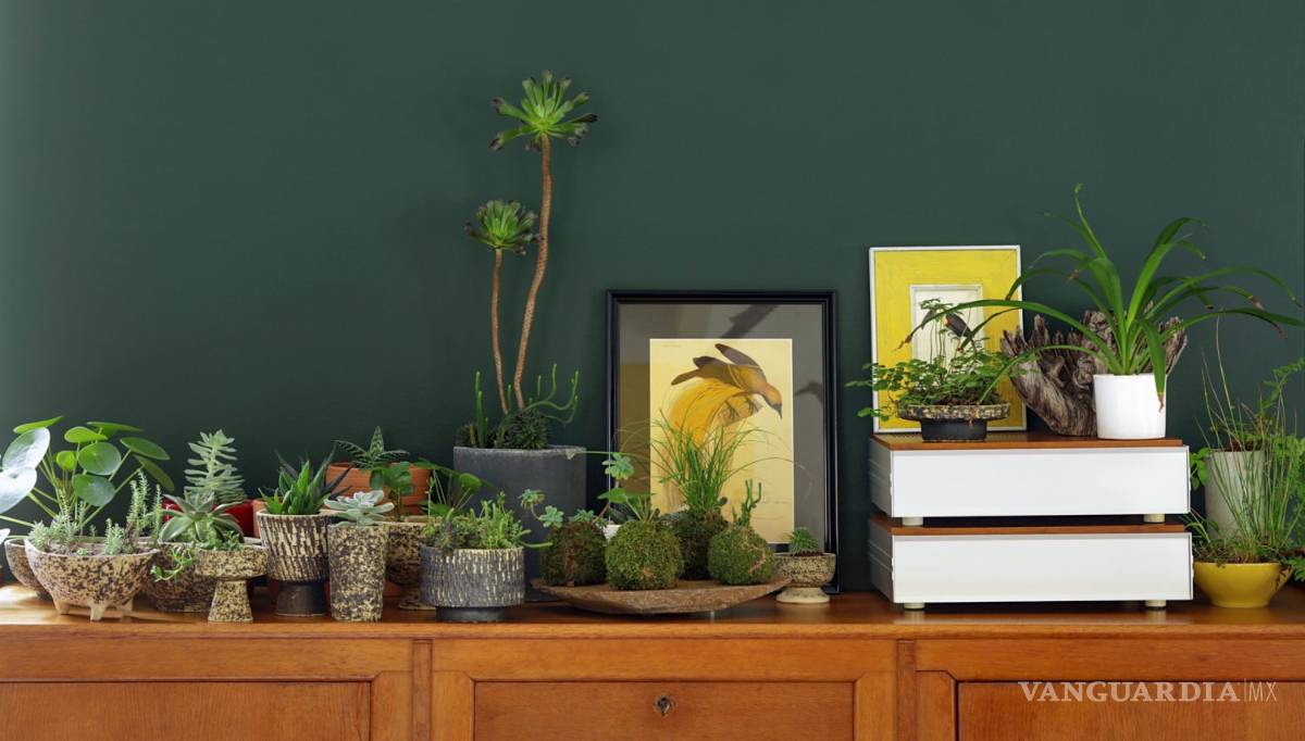 $!¡Adiós al calor! Refresca tu casa con ayuda del verde