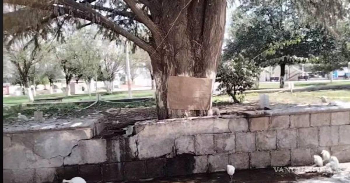 Consternación en Sabinas por muerte de garzas que habitaban la plaza del Centro