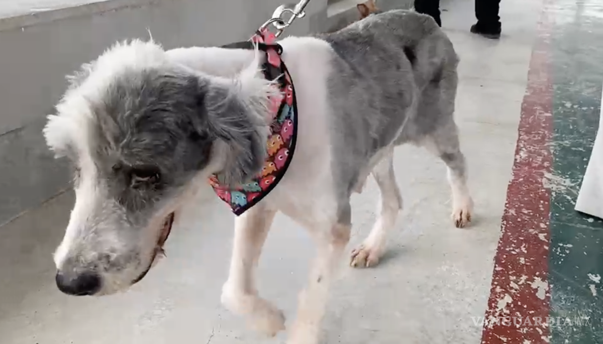 $!La esterilización y la adopción forman parte de las acciones impulsadas para reducir la población de perros en situación de calle.