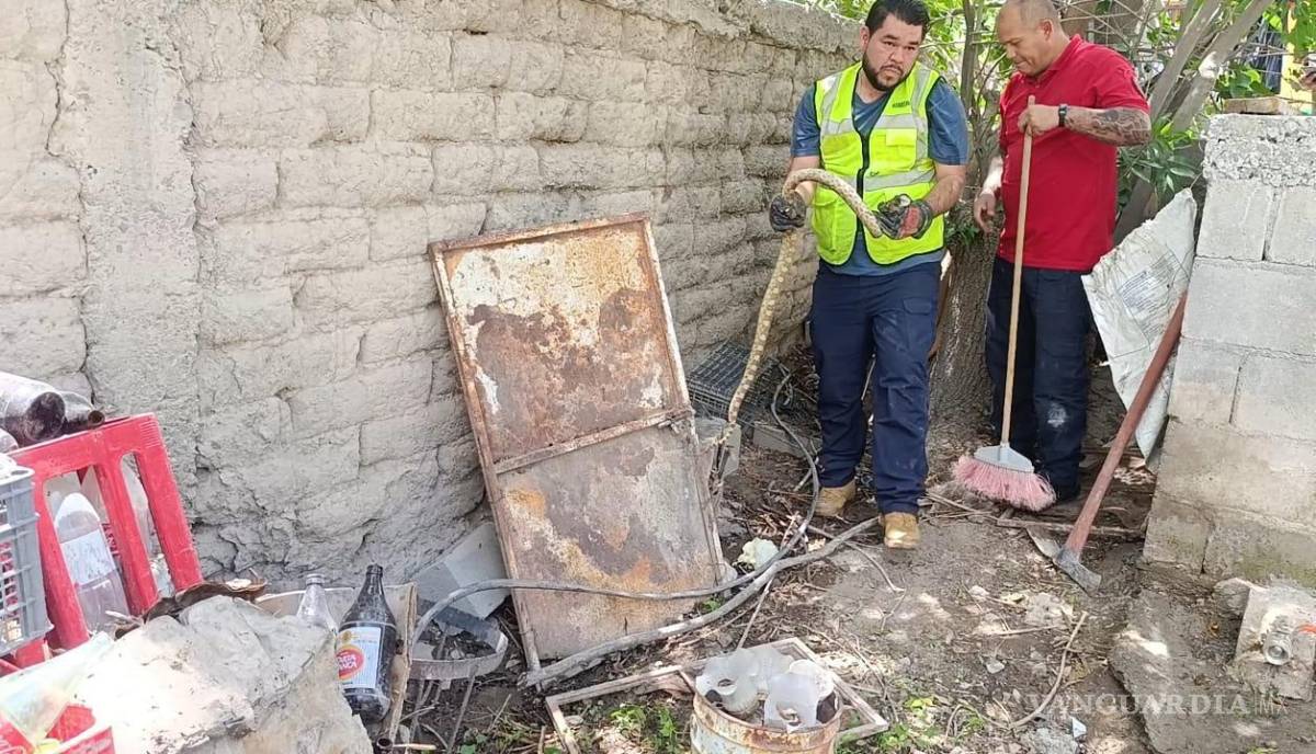 $!El reptil fue localizado dentro de un tubo de drenaje ubicado en el traspatio del inmueble, por lo que los elementos de emergencia implementaron maniobras especializadas para lograr su captura sin poner en riesgo a la familia.