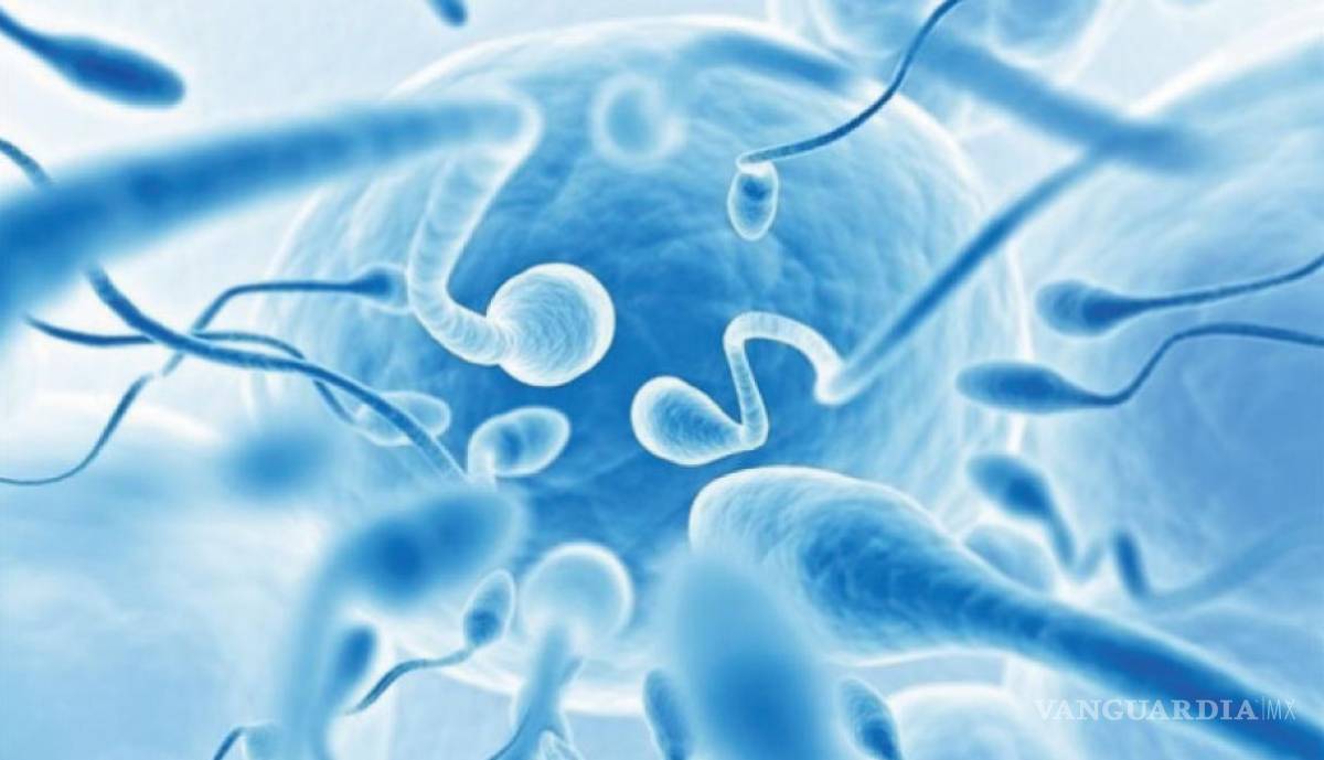 $!Semen actual, el de peor calidad que hace 40 años