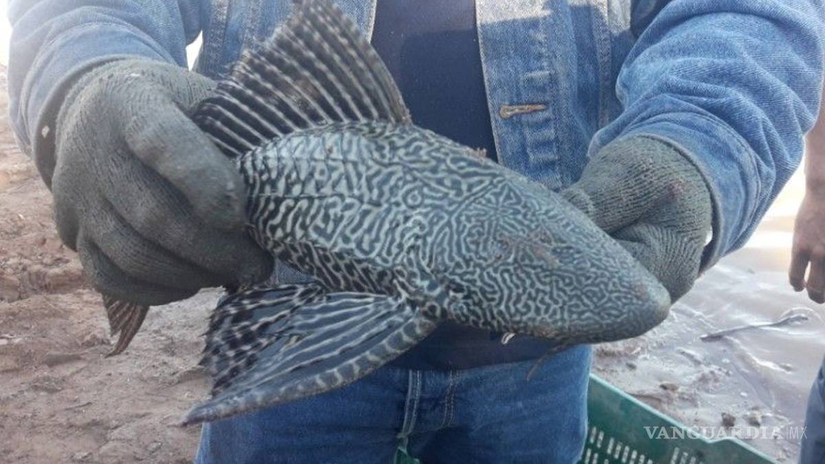 Pez diablo, una amenaza para pesca comercial y deportiva