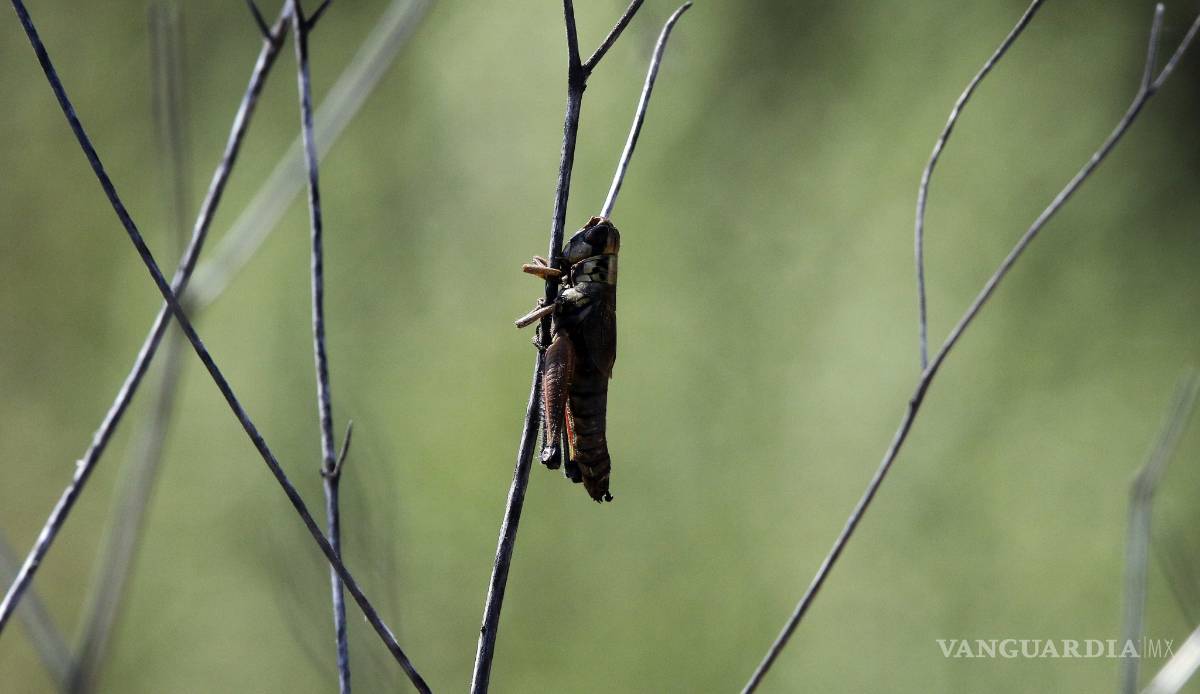 $!Plaga de grillos invade colonia al sur de Saltillo
