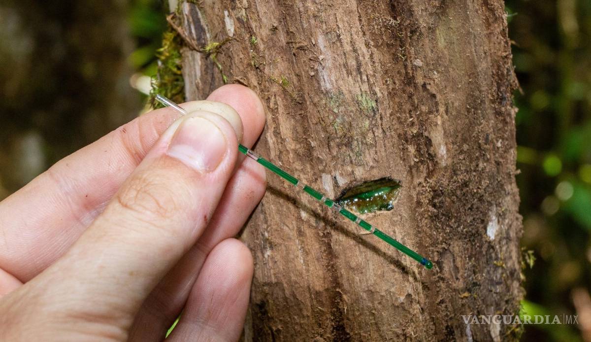 $!Investigador del Instituto de Minerales Sostenibles (SMI) de la Universidad de Queensland (UQ) recoge una muestra de un 'cultivo de metales'. EFE/University of Queensland