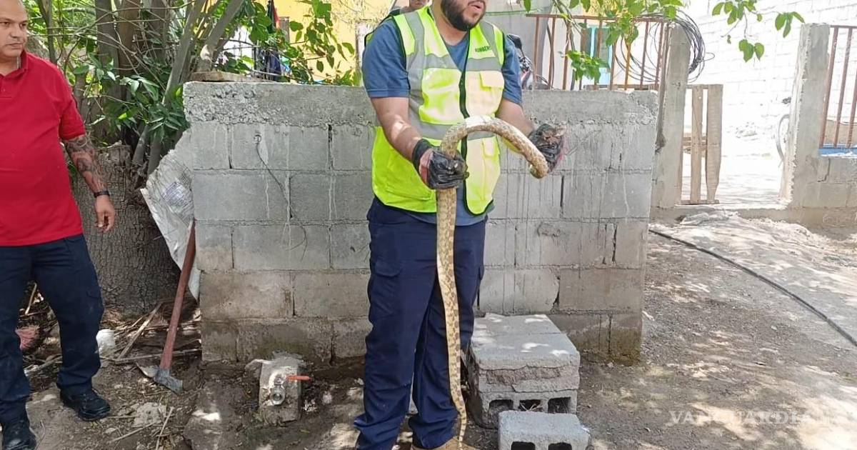 Capturan serpiente escondida en un drenaje y la liberan lejos de la zona urbana en Parras