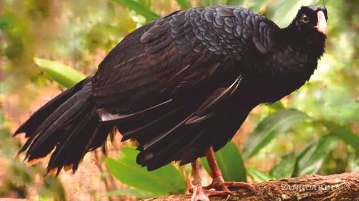 Ave negra de la historia trabajaba fuerte