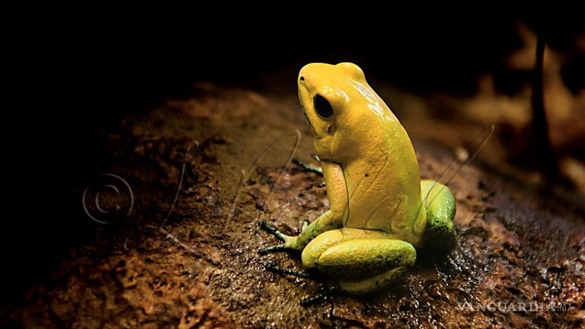 Reproducen ranas doradas en peligro de extinción