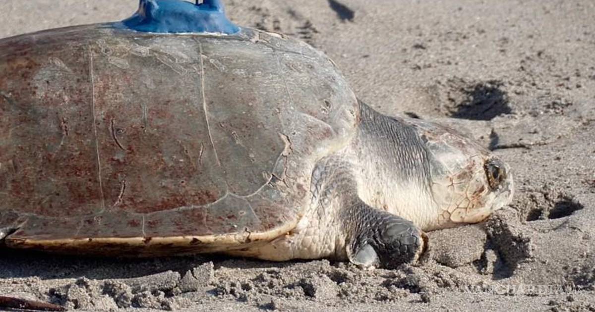 China afirma que se están utilizando ‘tortugas y peces espía’ para vigilar las aguas del país