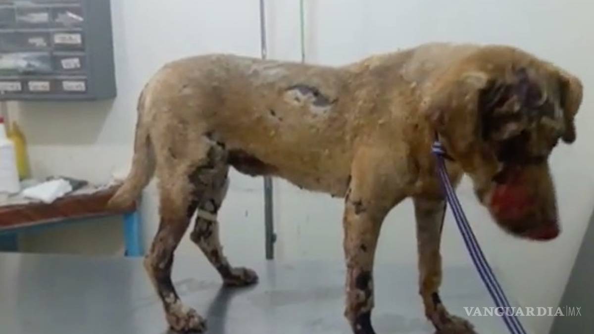 Perrita arriesga su vida para salvar a sus cachorros