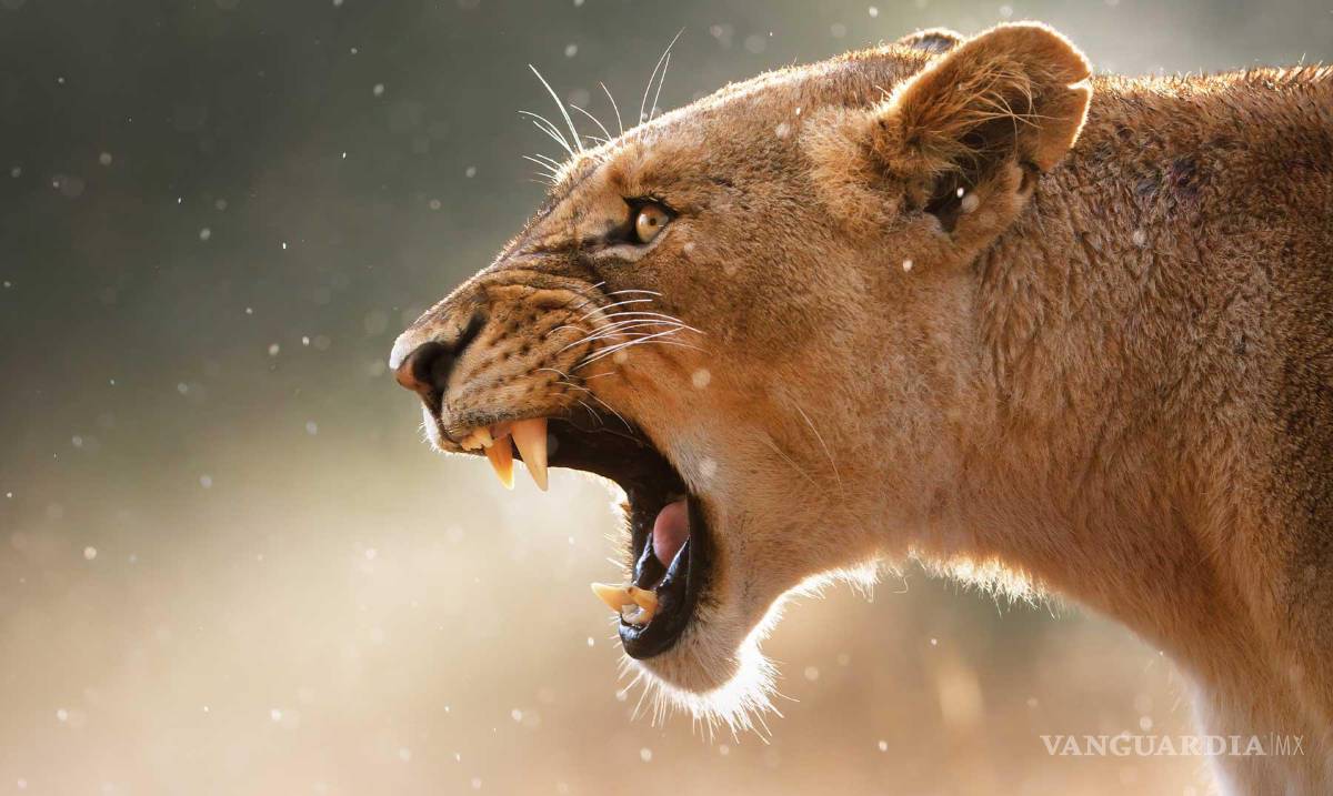 $!El top 10 de los animales más letales del mundo... el número 1 te sorprenderá