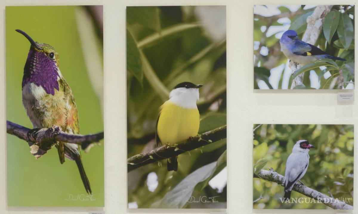 $!Muestra 'Aves de México' evidencia el colorido mosaico que esta especie crea en nuestro país