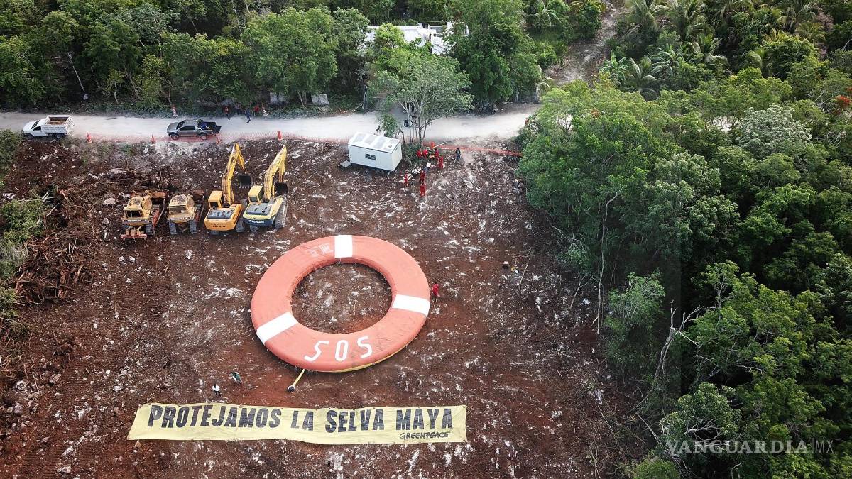 Suspensión judicial frena tala y desmonte de selva en Tramo 5 del Tren Maya