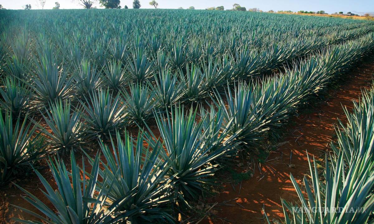 $!Pagarán al fisco campesinos que renten sus tierras