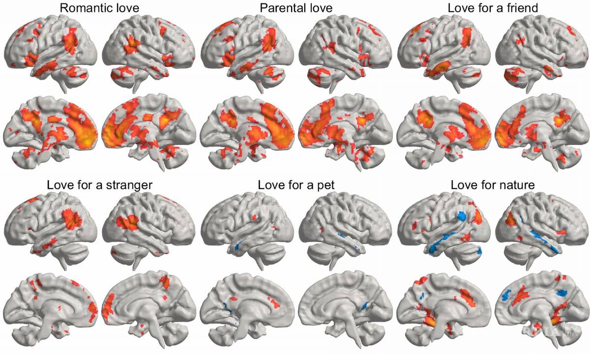 $!Una imagen representa un promedio estadístico de cómo los distintos tipos de amor activan distintas regiones del cerebro.