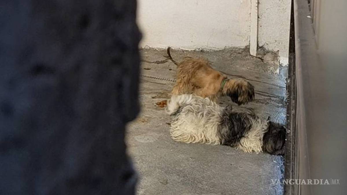 Familia se deshace de los perros Shih Tzu que tenían "secuestrados" en Frontera