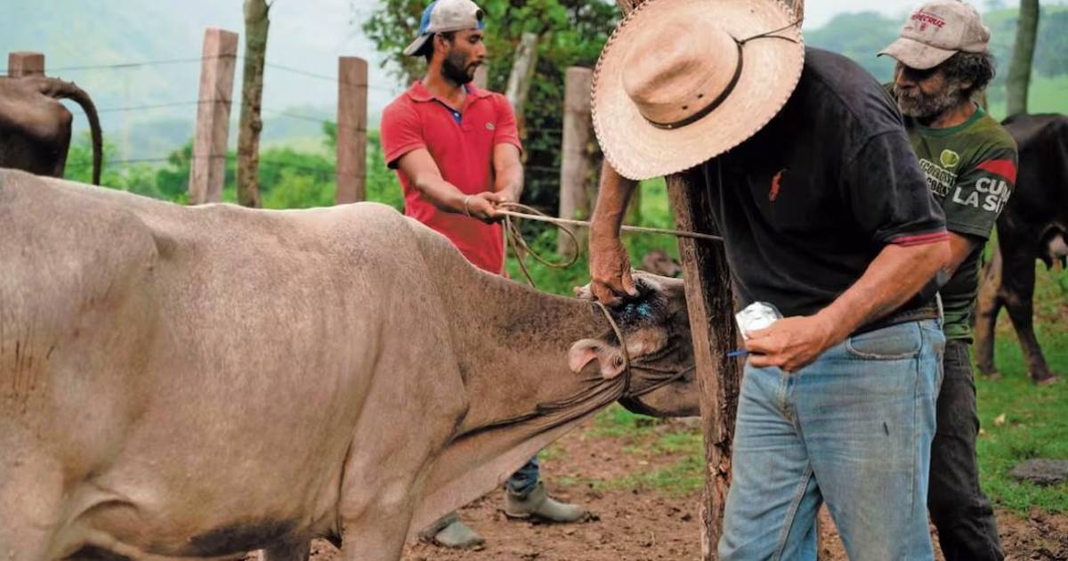 Piden ganaderos cierre de la frontera sur, tras anuncio de Sheinbaum sobre plan integral para producción de carne