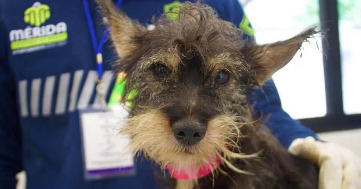 Abandona a sus perros y dos mueren; Mérida le impone multa histórica de 90 mil pesos