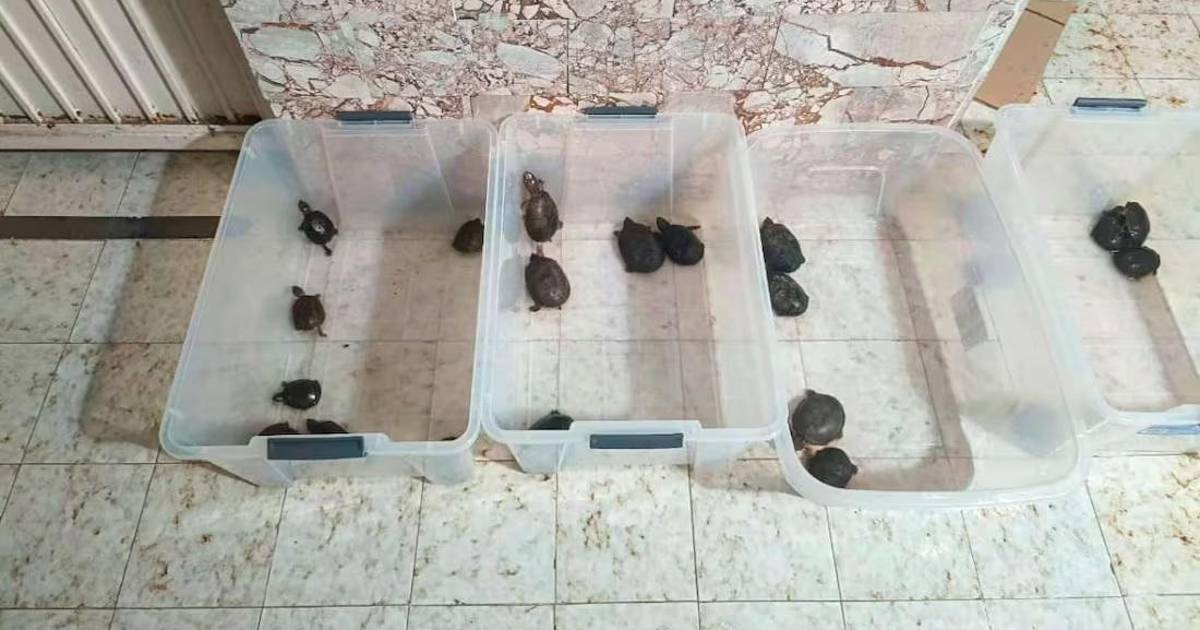 Golpe al tráfico de vida marina: tres detenidos por comercializar totoaba, tiburón y pepino de mar