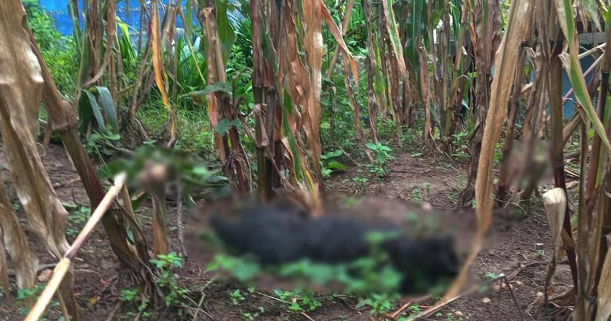 Envenenan a 60 perros en comunidad tzotzil de San Juan Chamula