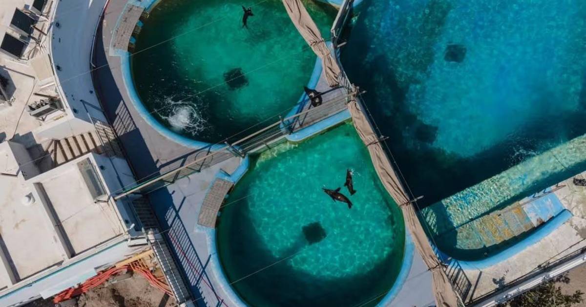 Profepa confirma maltrato animal en el Acuario de Veracruz; sancionan por forzar shows con delfines