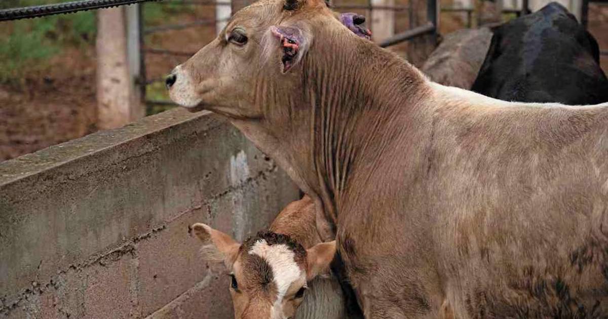 México y EU alistan nuevo pacto agroalimentario tras tensiones por plagas y aduanas