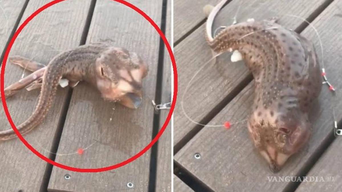 Extraña criatura marina es captada en video por pescadores en EU