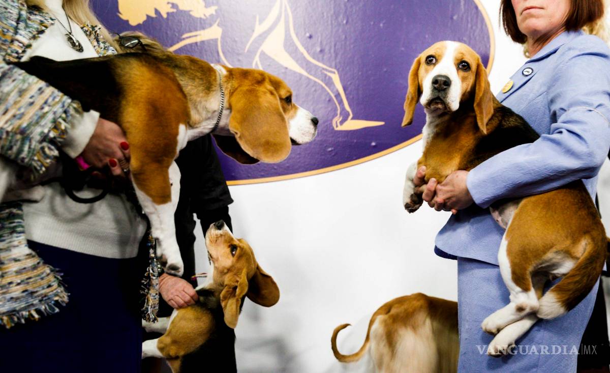$!Westminster Dog Show: La fiesta más perrona de EU