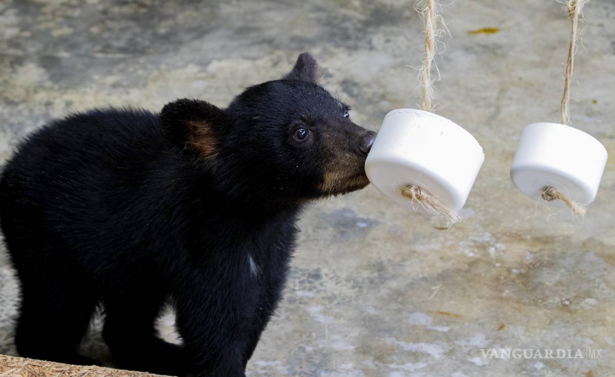 $!﻿Los oseznos, es decir, los cachorros, han sido los más afectados por las actividades humanas.