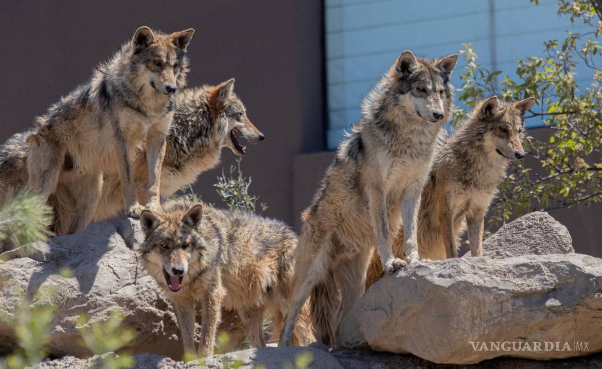 $!Coahuila tiene potencial para reintroducir lobos mexicanos, afirman especialistas.