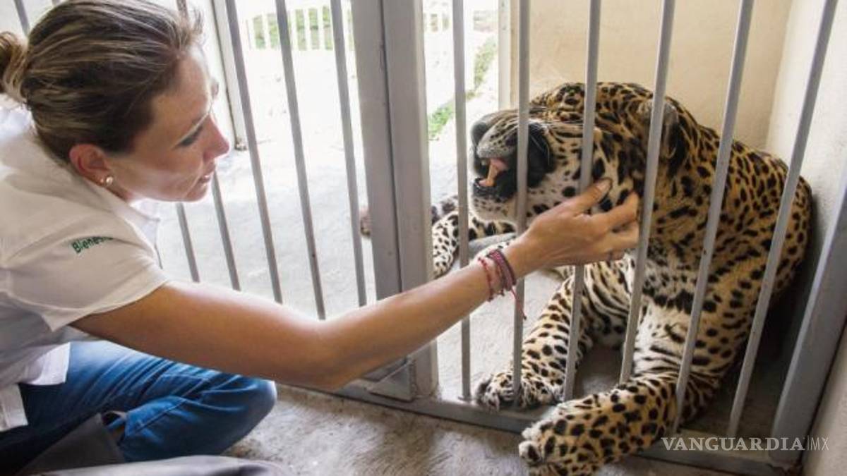 Polo no sólo es un jaguar, también era un artista, al que le quitaron los aplausos y, las ganas de vivir