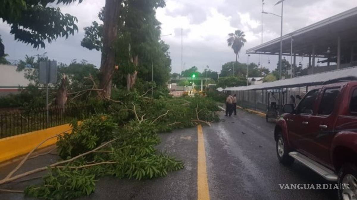 Árbol bloquea puente internacional en frontera de México-Guatemala