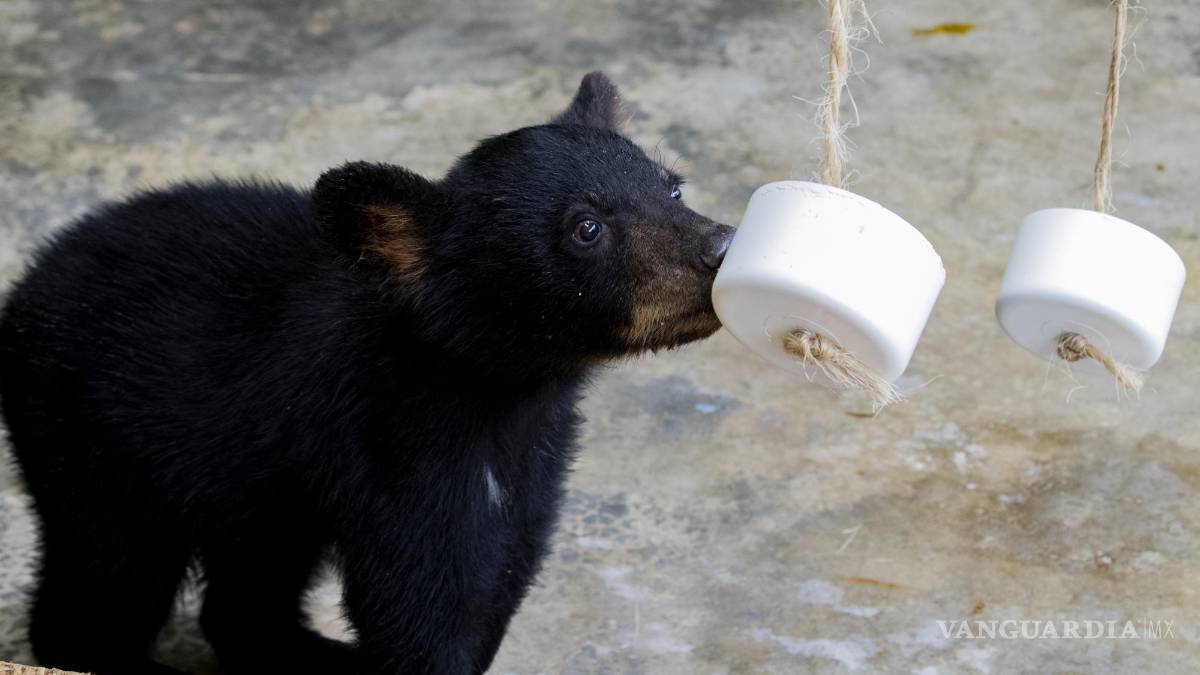 Cachorros huérfanos de osa atropellada ya no regresarán al entorno natural; evalúan lugares de resguardo