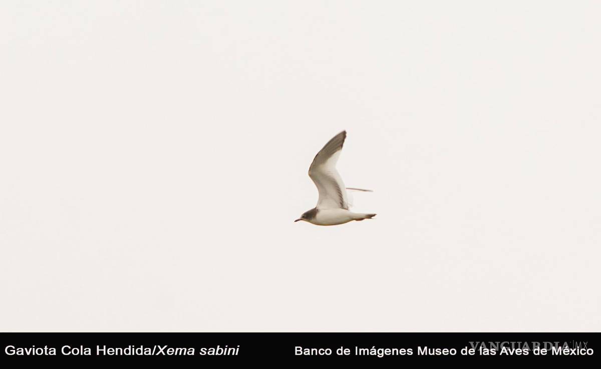 $!La Gaviota Cola Hendida fue observada en el lago de Ciudad Deportiva.