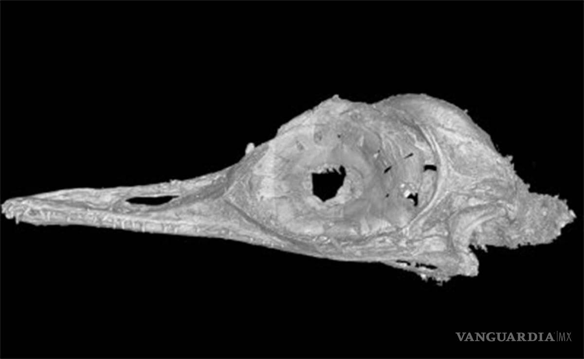 $!Paleontólogos descubren fósil del dinosaurio más pequeño de la historia, más diminuto que un colibrí