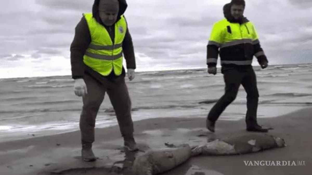 Encuentran dos mil 500 focas muertas en la costa del Mar Caspio, en Rusia