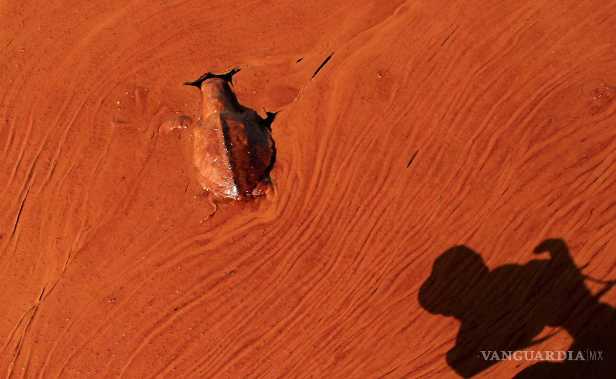 $!A 10 años de la explosión de la plataforma Deepwater Horizon la vida silvestre del Golfo de México sigue siendo afectada