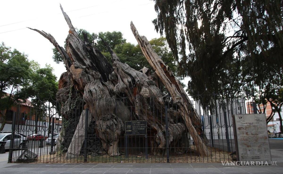 $!Los árboles narran la historia de la humanidad de cada país