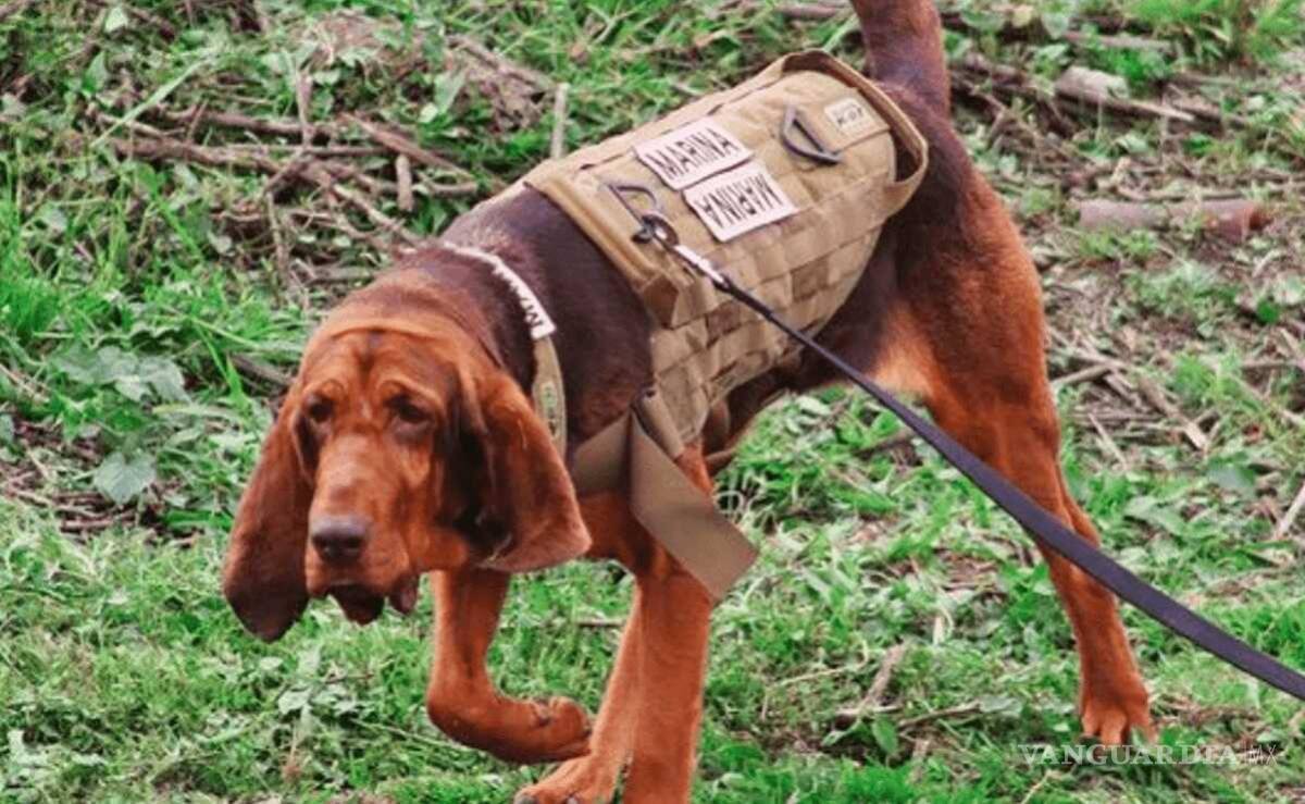 $!Gracias a la labor del elemento canino de nombre Max, se logró la detención del capo.