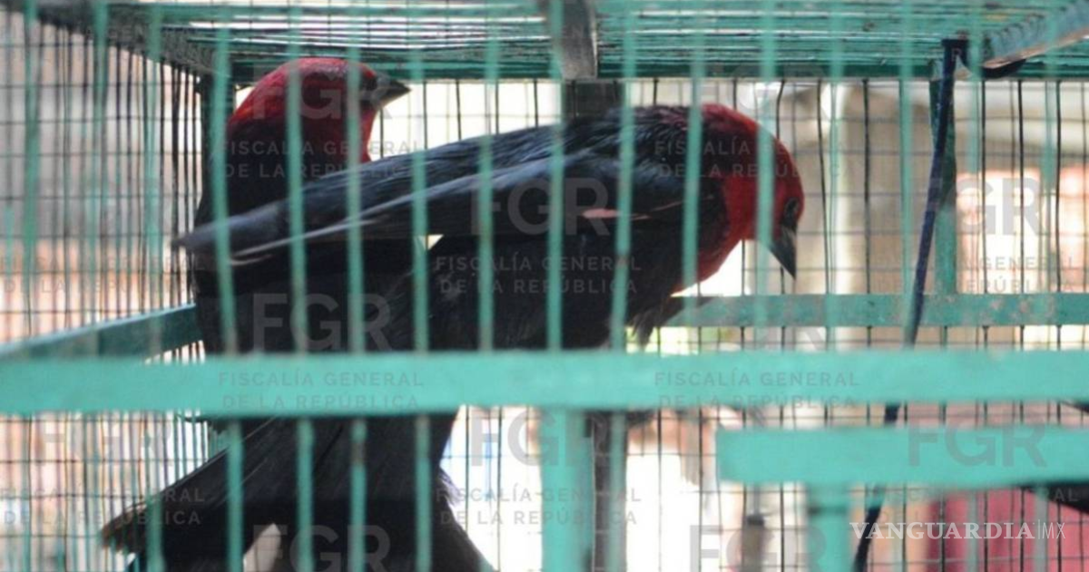 Caen con 107 aves en 21 jaulas: juez los procesa por delito ambiental, pero salen en libertad