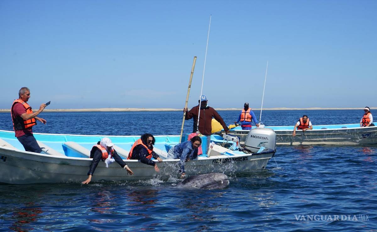 $!Turistas visitan el santuario de Ballenas grises (Eschrichtius robustus) en costas de Puerto López Mateos, en Baja California. EFE/Mahatma Fong