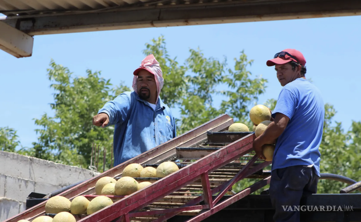 $!Productores coordinan el traslado de fruta recién cortada durante las labores de cosecha en la región lagunera.